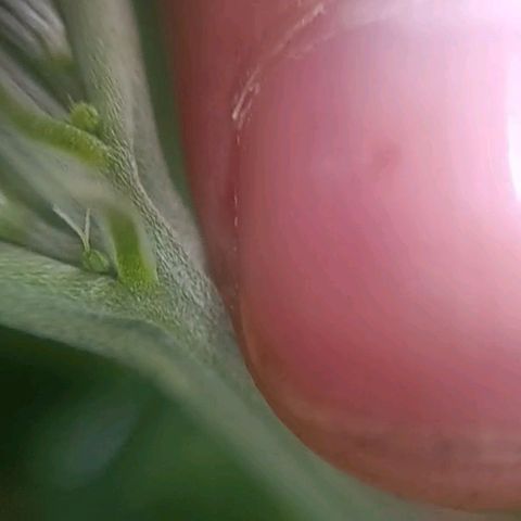 Selva negra 1 growlog timeline photo