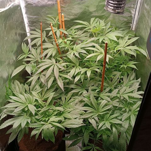 Selva negra 1 growlog timeline photo