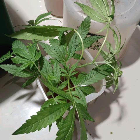 Selva negra 1 growlog timeline photo