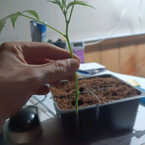 Selva negra 1 growlog timeline photo