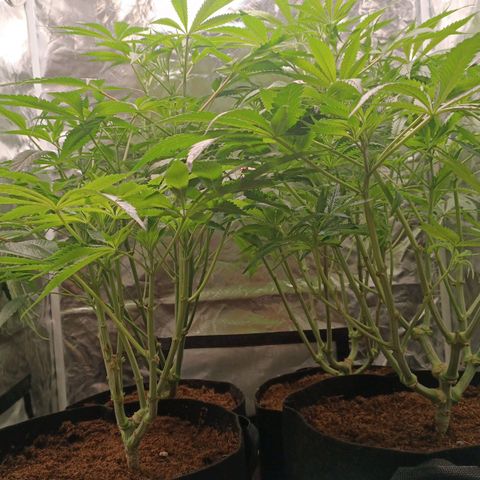 Selva negra 1 growlog timeline photo