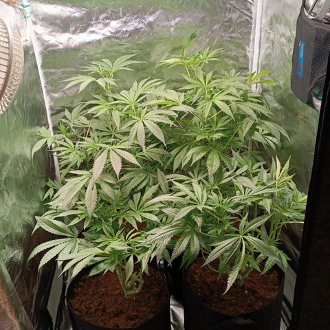 Selva negra 1 growlog timeline photo
