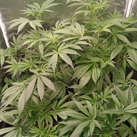 Selva negra 1 growlog timeline photo