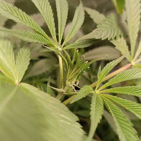 Selva negra 1 growlog timeline photo