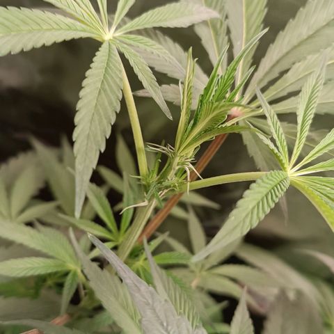 Selva negra 1 growlog timeline photo