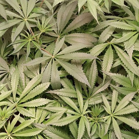 Selva negra 1 growlog timeline photo