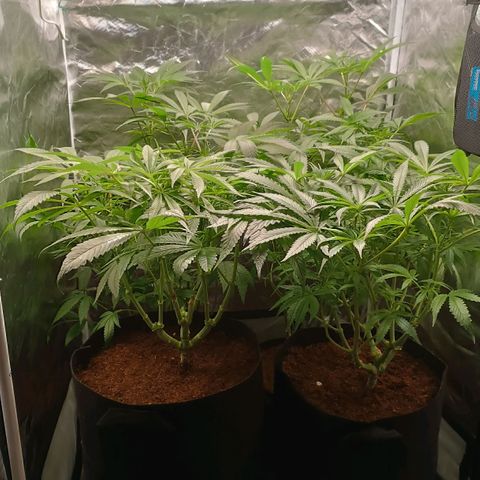 Selva negra 1 growlog timeline photo