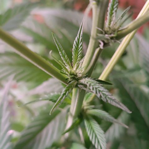 Selva negra 1 growlog timeline photo