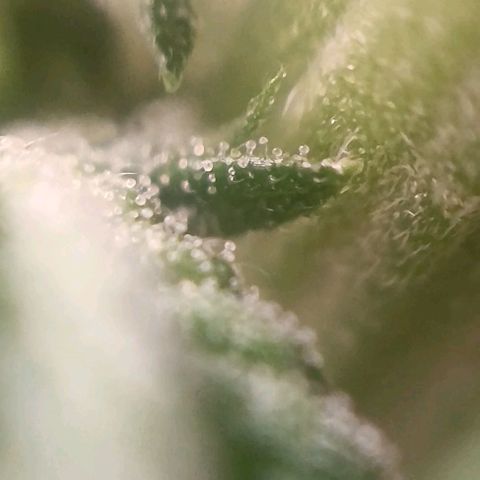 Selva negra 1 growlog timeline photo