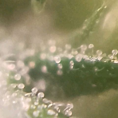 Selva negra 1 growlog timeline photo