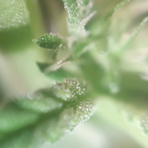 Selva negra 1 growlog timeline photo