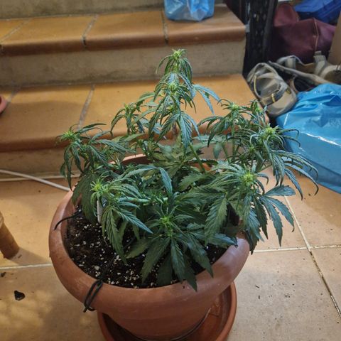Amnesia Haze #1 growlog timeline photo