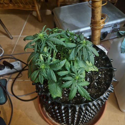 Amnesia Haze #3 growlog timeline photo
