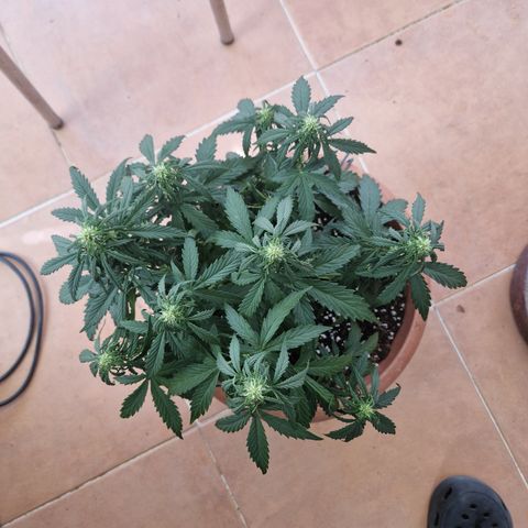 Amnesia Haze #1 growlog timeline photo
