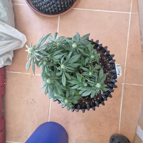 Amnesia Haze #3 growlog timeline photo