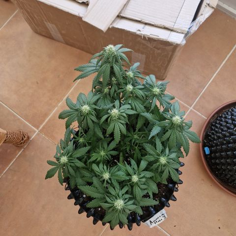 Amnesia Haze #3 growlog timeline photo