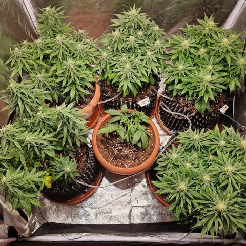 Amnesia Haze #3 growlog timeline photo