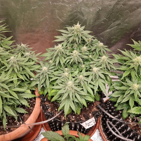 Amnesia Haze #3 growlog timeline photo