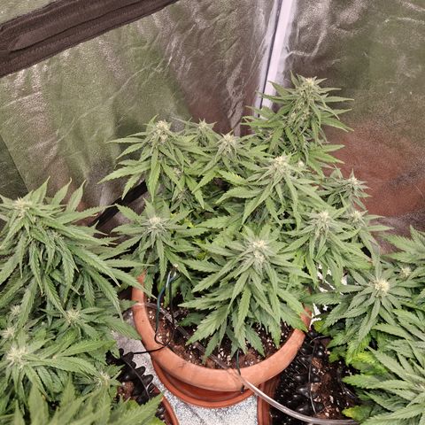 Amnesia Haze #1 growlog timeline photo