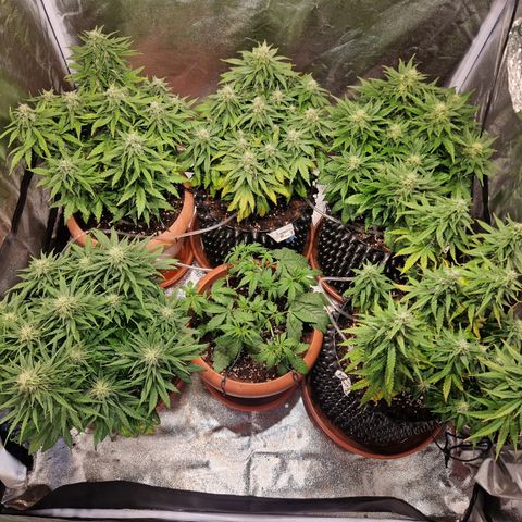 Amnesia Haze #3 growlog timeline photo