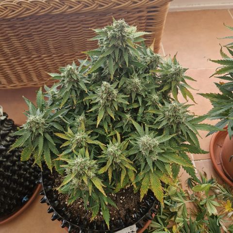 Amnesia Haze #3 growlog timeline photo
