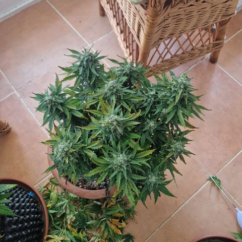 Amnesia Haze #1 growlog timeline photo