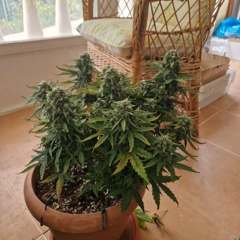 Amnesia Haze #1 growlog timeline photo