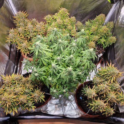 Amnesia Haze #3 growlog timeline photo