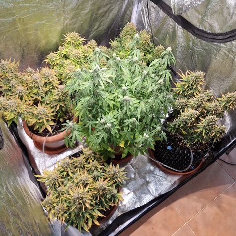 Amnesia Haze #3 growlog timeline photo