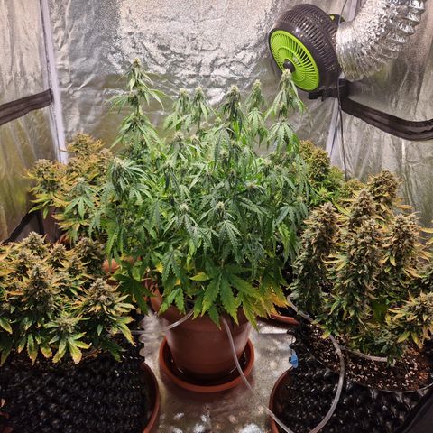 Amnesia Haze #3 growlog timeline photo