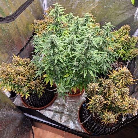Amnesia Haze #3 growlog timeline photo