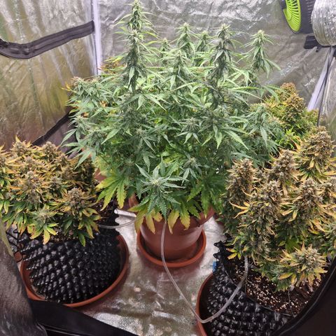 Amnesia Haze #3 growlog timeline photo