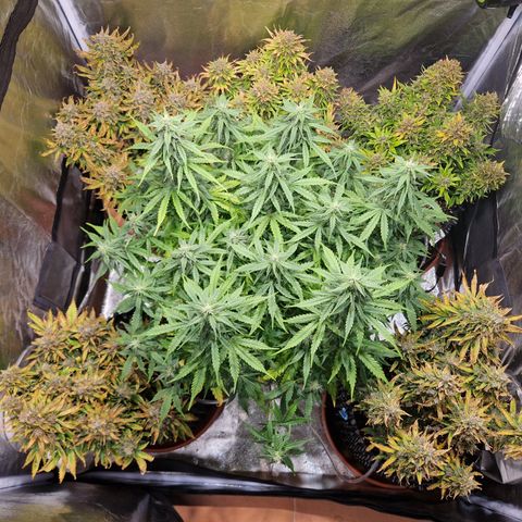 Amnesia Haze #3 growlog timeline photo