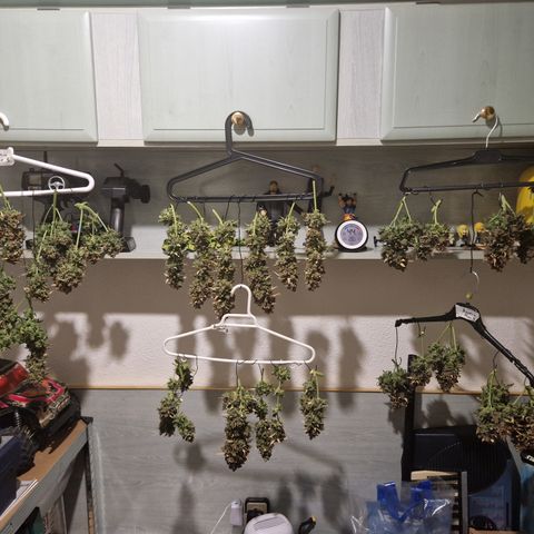 Amnesia Haze #3 growlog timeline photo