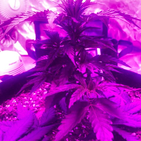 Purple Haze  growlog timeline photo