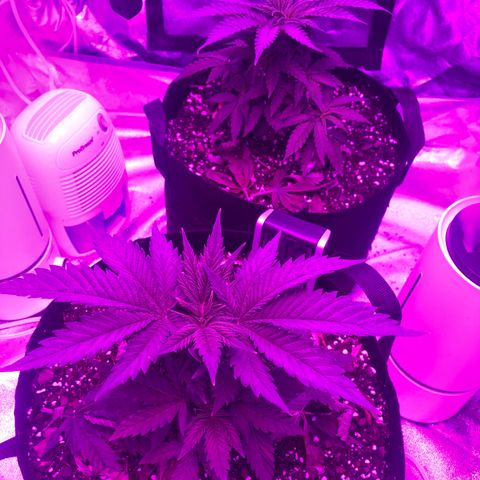 Purple Haze  growlog timeline photo