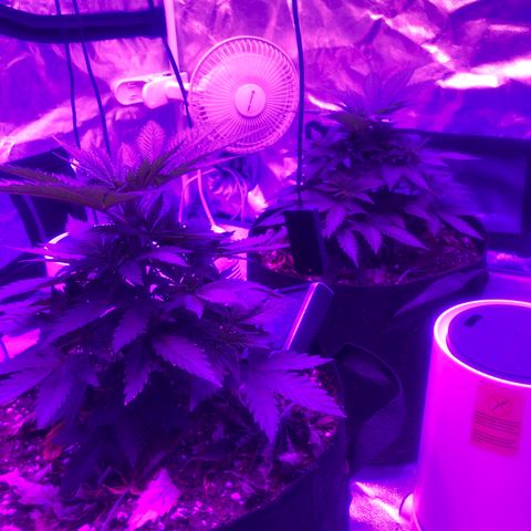 Purple Haze  growlog photo: Extensive defoliation of over grown fan leaves to bring more light to bud sites
