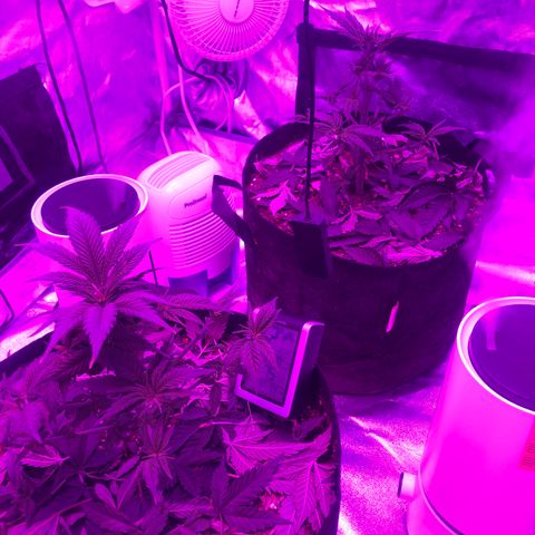 Purple Haze  growlog photo: Extensive defoliation of over grown fan leaves to bring more light to bud sites