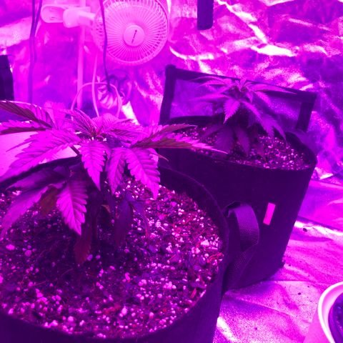 Purple Haze  growlog photo: Extensive defoliation of over grown fan leaves to bring more light to bud sites