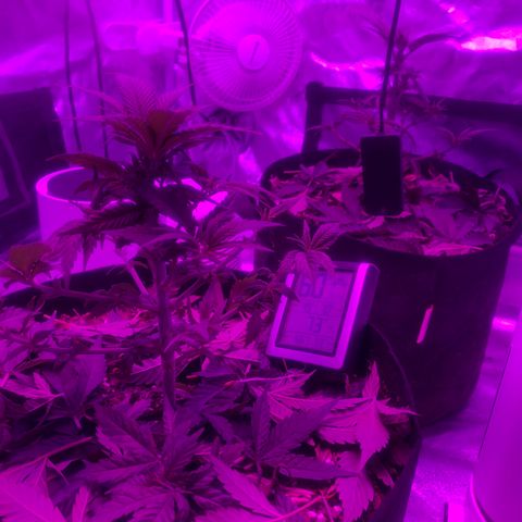 Purple Haze  growlog photo: Extensive defoliation of over grown fan leaves to bring more light to bud sites