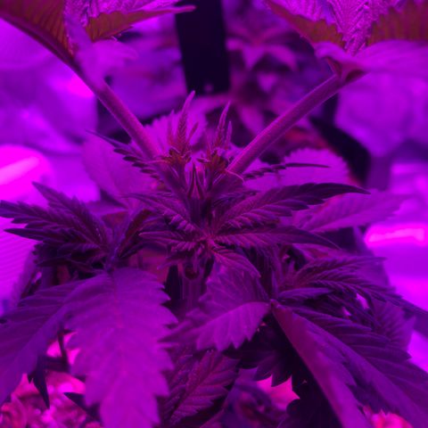Purple Haze  growlog photo: Topped and trained 