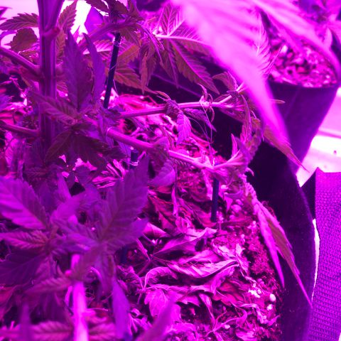 Purple Haze  growlog photo: Topped and trained 