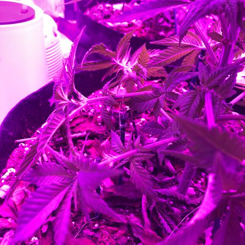 Purple Haze  growlog photo: Topped and trained 
