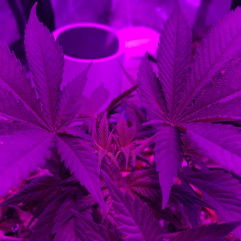 Purple Haze  growlog photo: Topped and trained 
