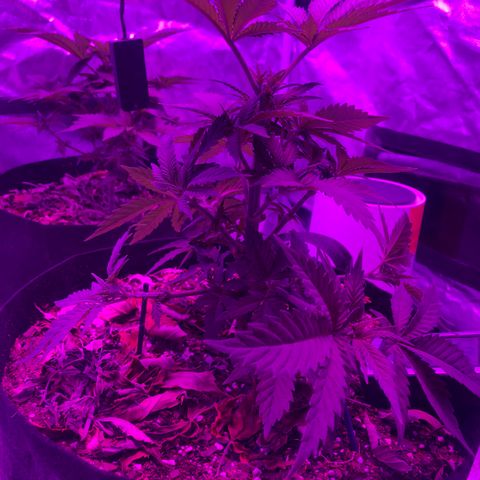 Purple Haze  growlog photo: Topped and trained 