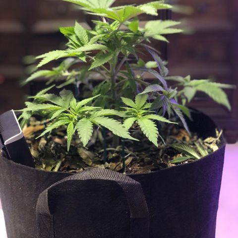 Purple Haze  growlog photo: Some true light updates. 