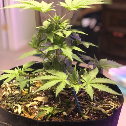 Purple Haze  growlog photo: Some true light updates. 