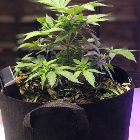Purple Haze  growlog photo: Some true light updates. 