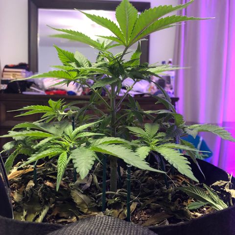 Purple Haze  growlog photo: Some true light updates. 