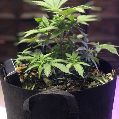 Purple Haze  growlog photo: Some true light updates. 